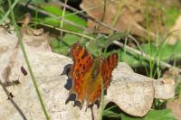 Polygonia c-album