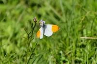 Anthocharis cardamines