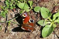 Aglais io