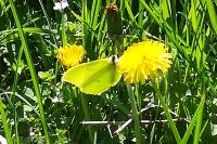Gonepteryx rhamni