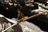 Archiearis parthenias