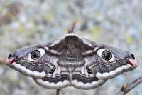 Saturnia pavonia