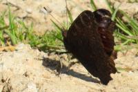 Aglais io