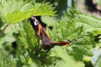 Vanessa atalanta