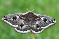 Saturnia pavonia