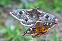 Saturnia pavonia