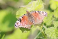 Aglais io