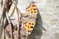 Nymphalis polychloros