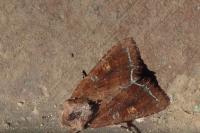 Lacanobia oleracea