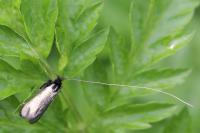 Adela reaumurella