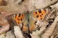 Nymphalis polychloros