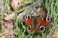 Aglais io