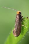 Incurvaria koerneriella