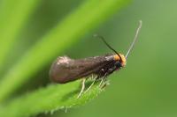Incurvaria koerneriella