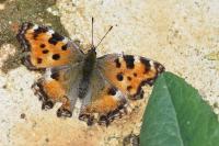 Nymphalis polychloros