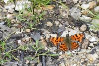 Polygonia c-album