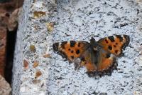 Nymphalis polychloros