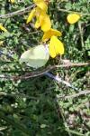 Gonepteryx rhamni