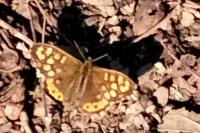 Pararge aegeria