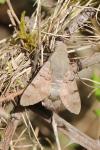Macroglossum stellatarum