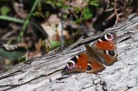 Aglais io