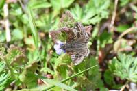 Erynnis tages