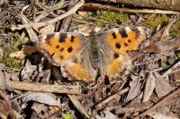 Nymphalis polychloros