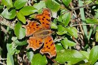 Polygonia c-album