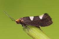 Incurvaria masculella
