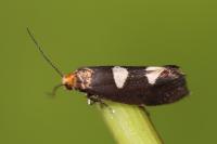 Incurvaria masculella