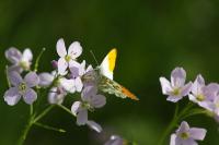 Anthocharis cardamines