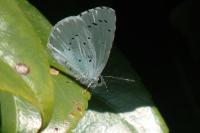 Celastrina argiolus