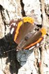 Vanessa atalanta