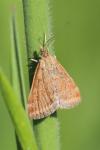 Pyrausta despicata