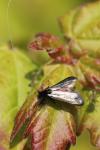 Adela reaumurella