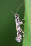 Gracillaria syringella