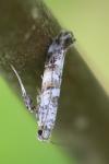Gracillaria syringella
