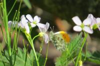 Anthocharis cardamines