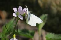 Pieris napi