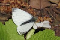 Pieris napi