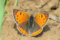 Lycaena phlaeas