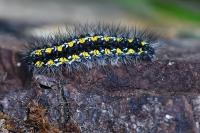 Callimorpha dominula