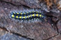 Callimorpha dominula