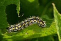 Callimorpha dominula