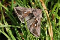 Macdunnoughia confusa