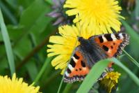 Aglais urticae