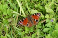 Aglais io
