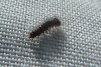Lymantria dispar
