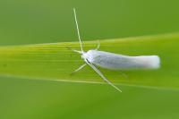 Elachista argentella