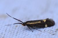 Esperia sulphurella